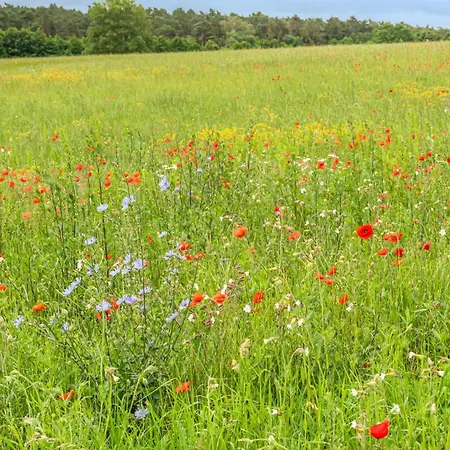 Apartament 1 Bedroom In *